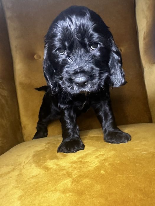 Cocker spaniel angielski szczeniak