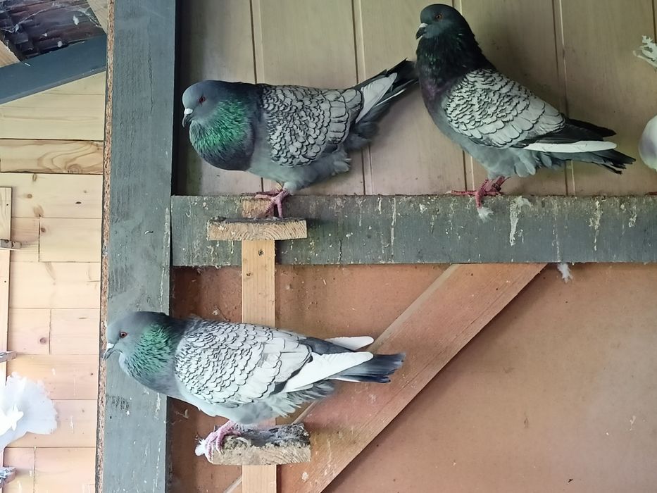 Witam sprzedam Rysie