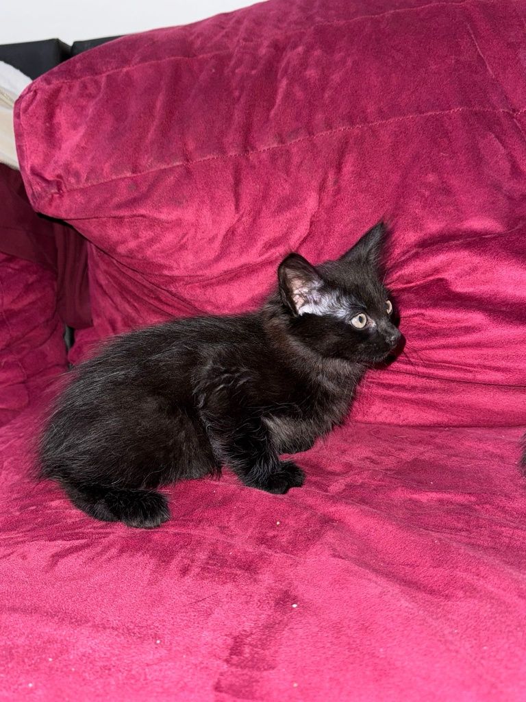 Gatinhos  bebes para doar