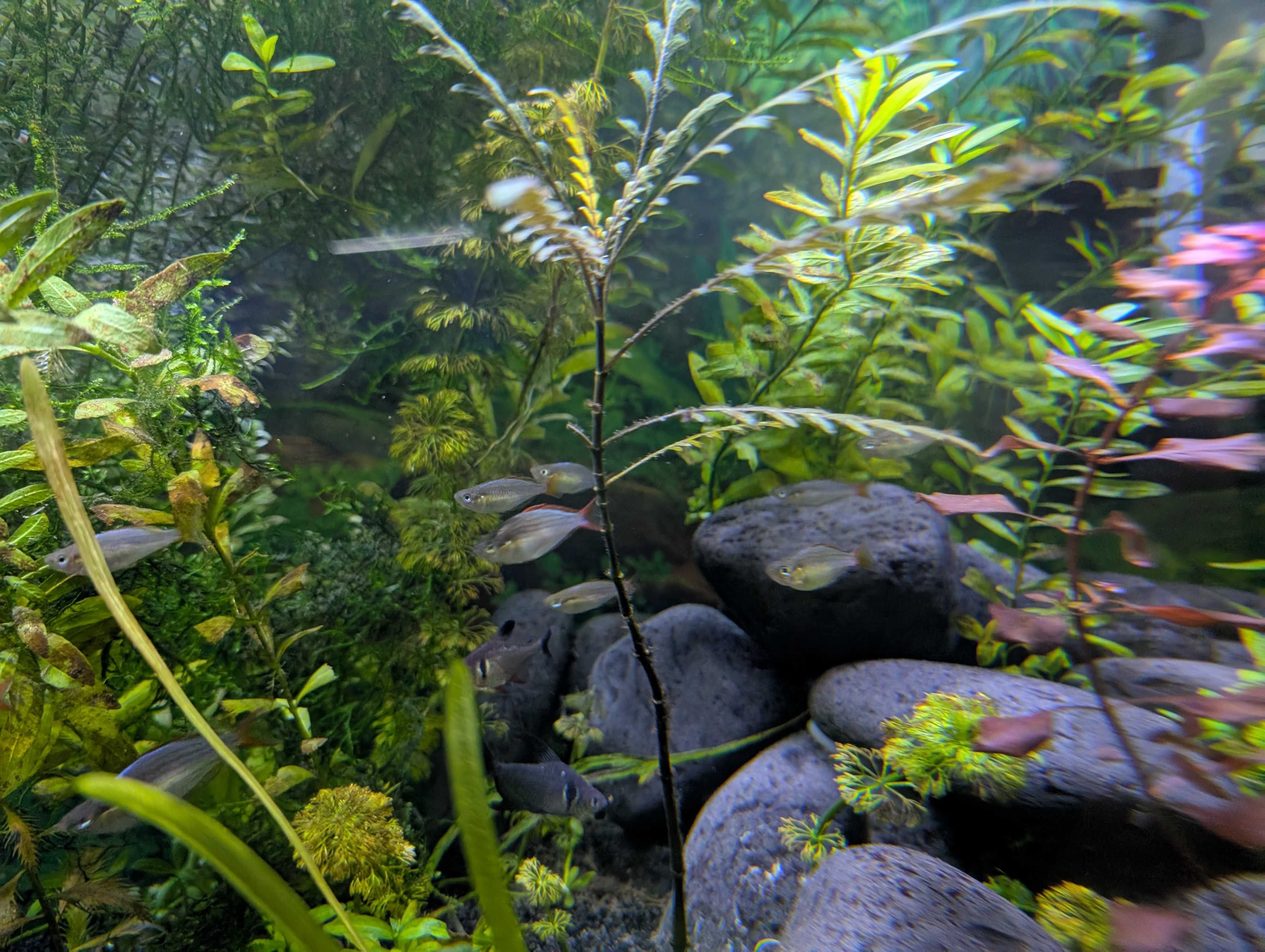 PEIXE ARCO-ÍRIS Néon > 2.5 cm