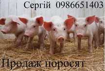 Продаж поросят .