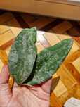 Hoya Flagellata sadzonka