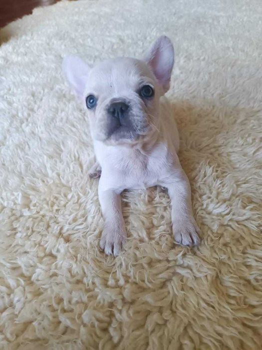Chłopiec buldog francuski
