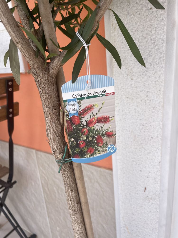 Planta Callistemon rigidus - limpa garrafas