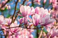 Rośliny ozdobne magnolia, azalia, hortensja i inne [możliwa wysyłka]