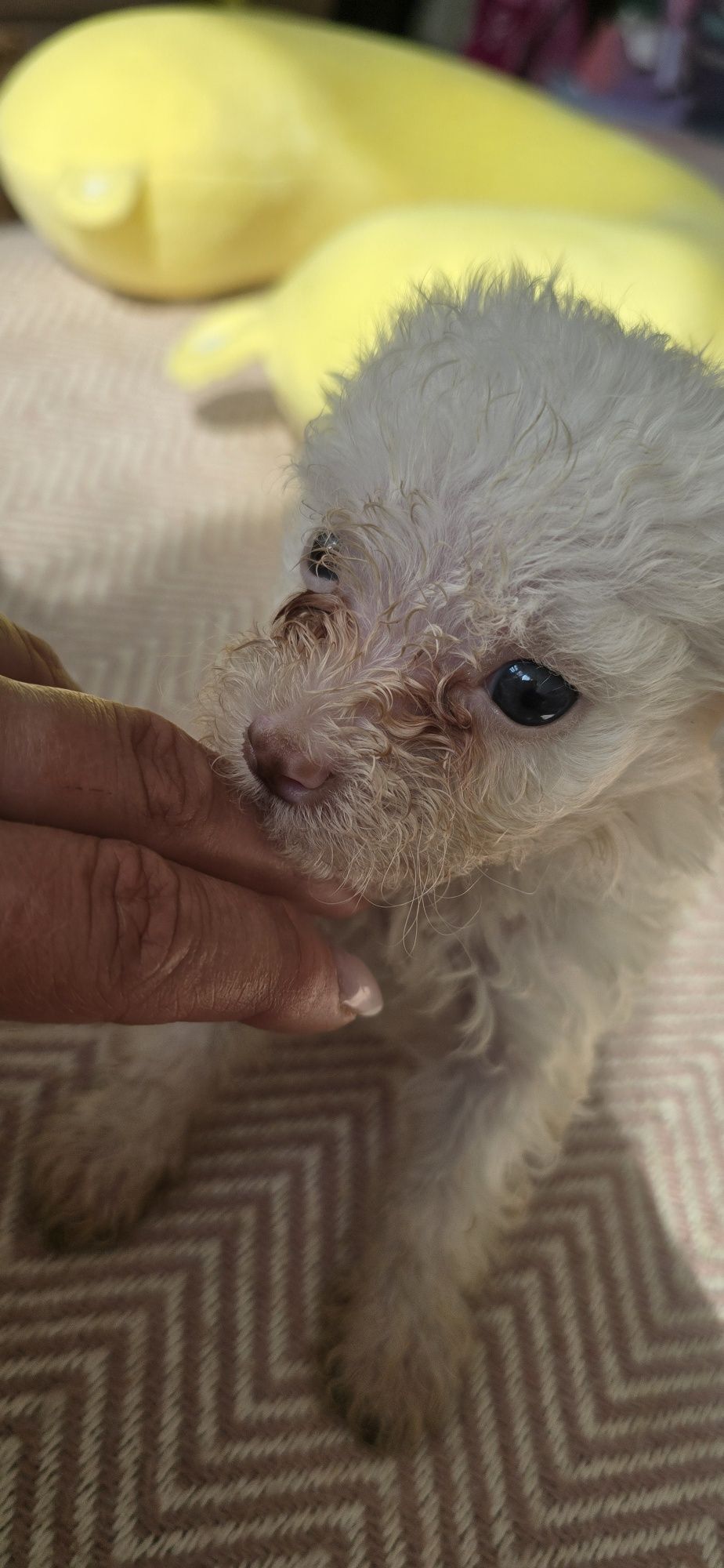 Malutki Maltipoo