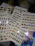 Posters aves e animais