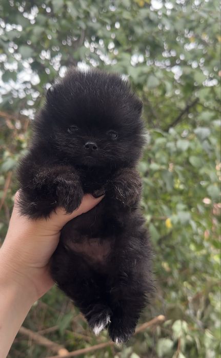 Pomeranian dziewczynka czarna mini