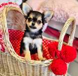 Chihuahua  Lizi z Hodowli pieski z kaszub  Gotowa na nowy dom
