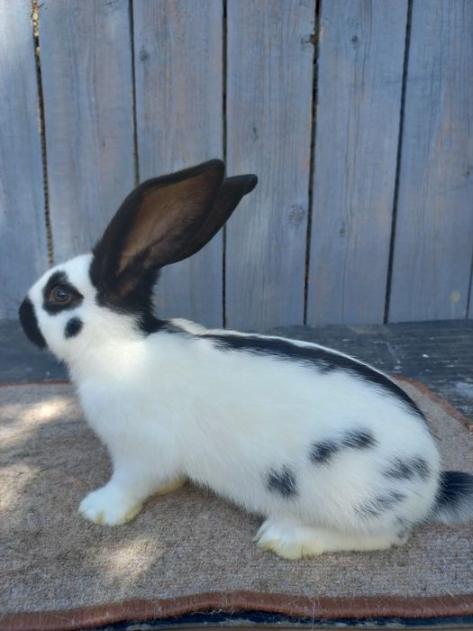 Кролі.Німецький строкач