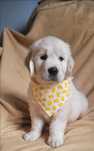 Golden Retriever FCI