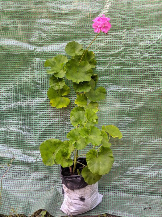 Герань пеларгонія калачики кімнатні рослини