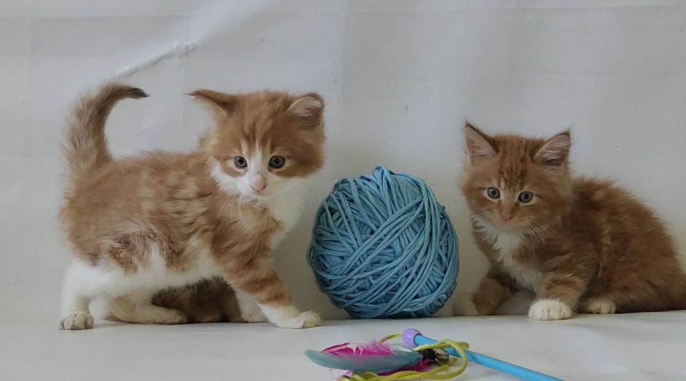 Чудо детки Мейн Кун.