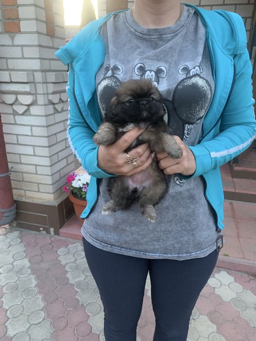 Продам цуценят Пекінесиків