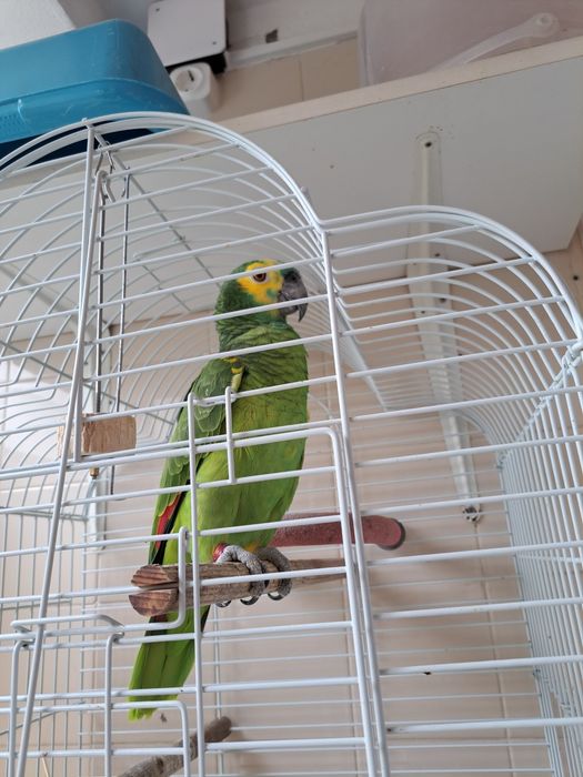 Aves papagaio astiva macho com decomentos