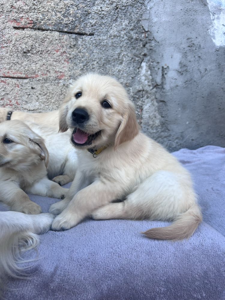 Golden Retriever