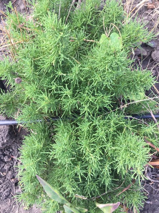 Сантоліна, хмль,  клематис, васильки, долароватрава