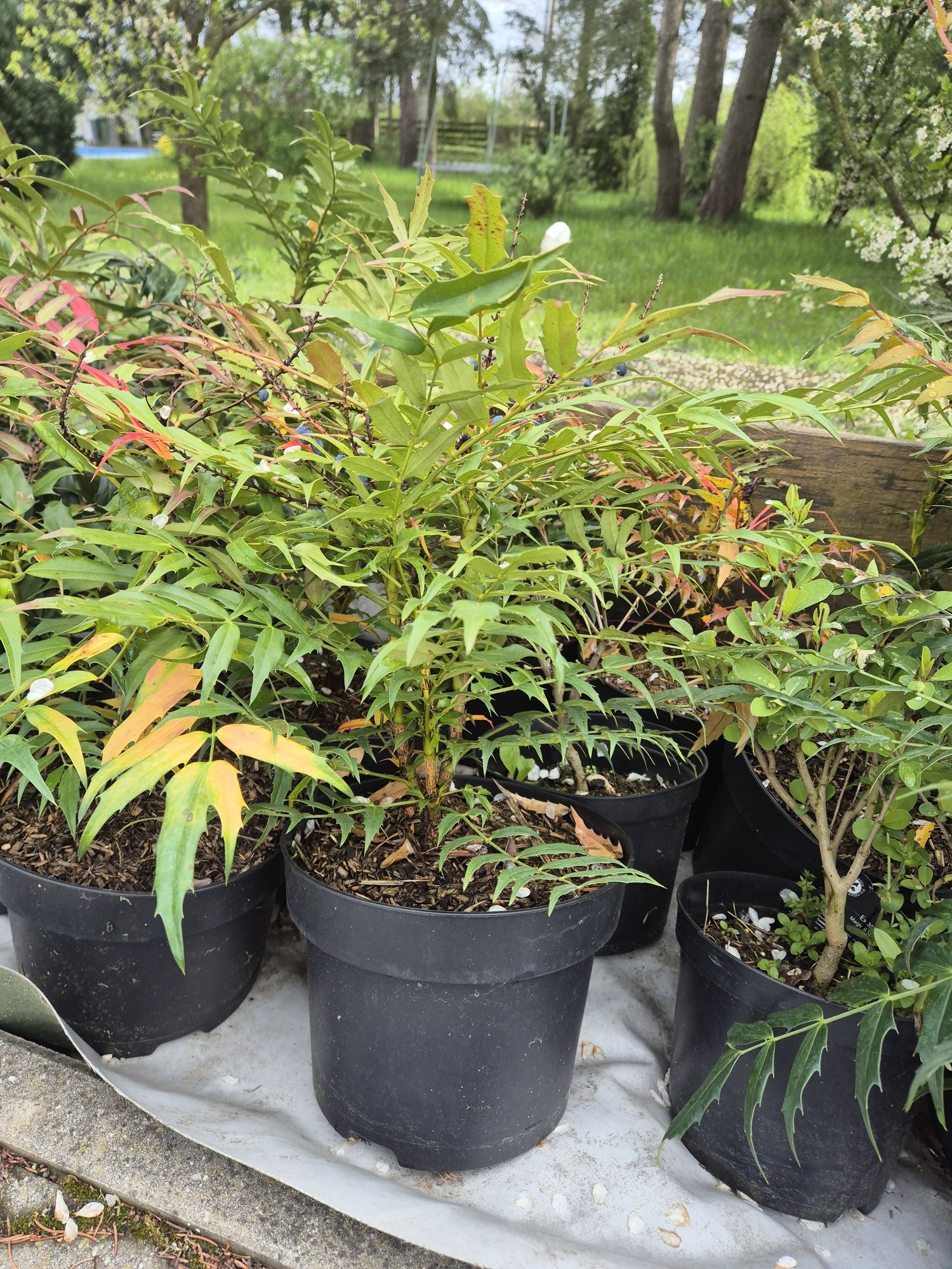 Mahonia 50 cm roślina