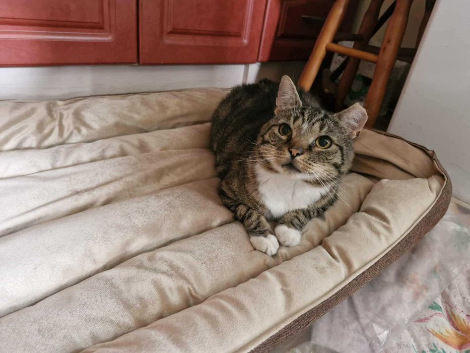 Przygarnij pulchnego kotka :)