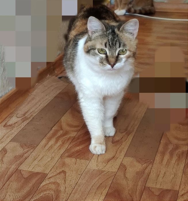 Отдам кошку трехцветку, стерилизована