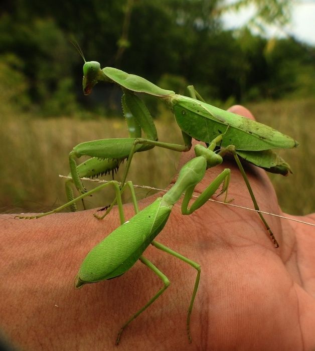 NOWY Sphodromantis sp. Giant