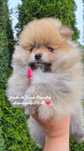 Szpic pomeranian miniaturowy suczka
