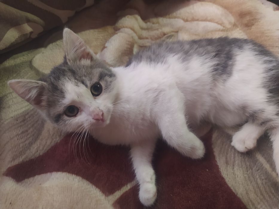 Віддам кішечку в добрі руки