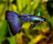 Guppy blue Moscow " casal"