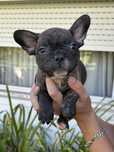 Bulldog frances Menino