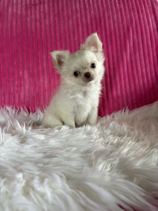 Chihuahua  przepiękny mini piesek Nico