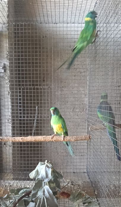 Aves em excelente estado