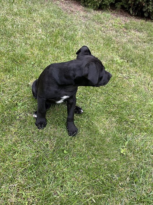 Suczka rasy Amstaff