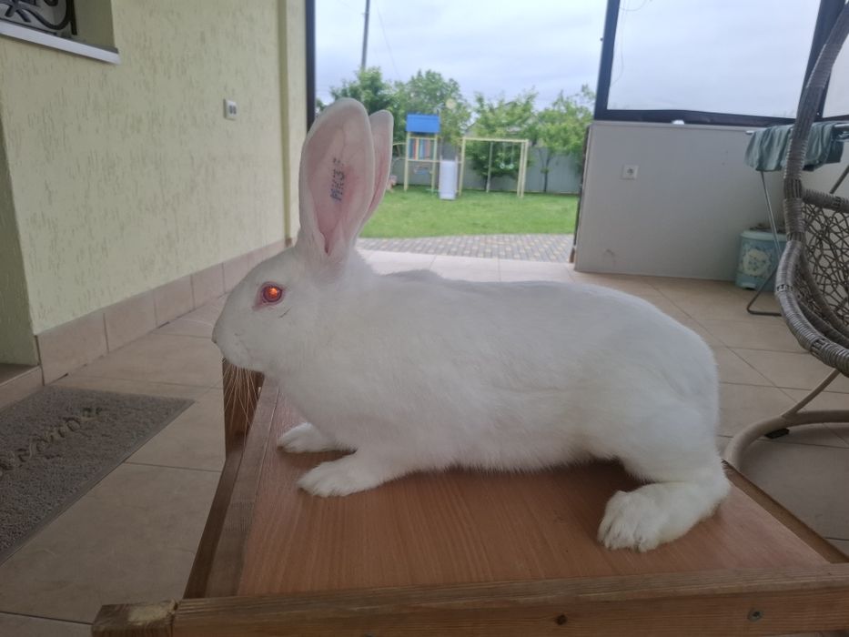 Термондська біла,термон (чеська селекція)