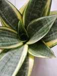 Sansevieria#Golden Hahnii#Nadwyzka#Sprzedam#