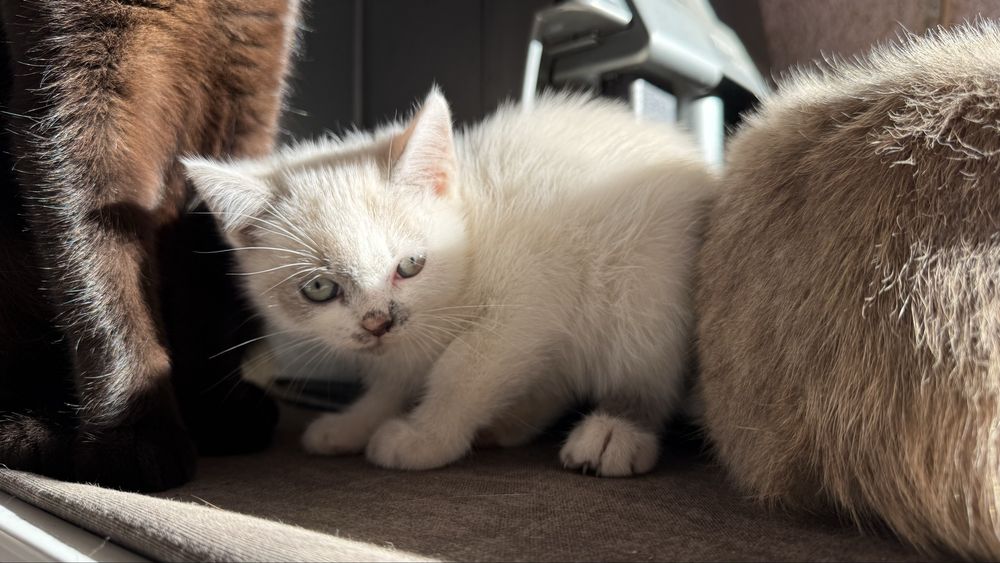 Сіамська кішечка, Безкоштовно