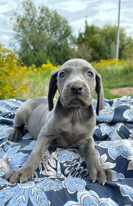 Wyżeł Weimarski suczka Blue