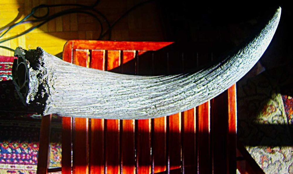 Gigantyczny Róg Tur? Pra Żubr 80cm Waga 5 kg z Litwy 1000 lat?