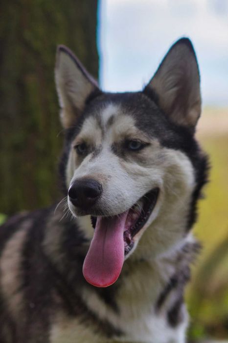 Hodor 5-miesięczny szczeniak husky szuka aktywnego domu