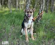Lupi nieduży psiak szuka rodziny, do oddania, adopcja darmowa