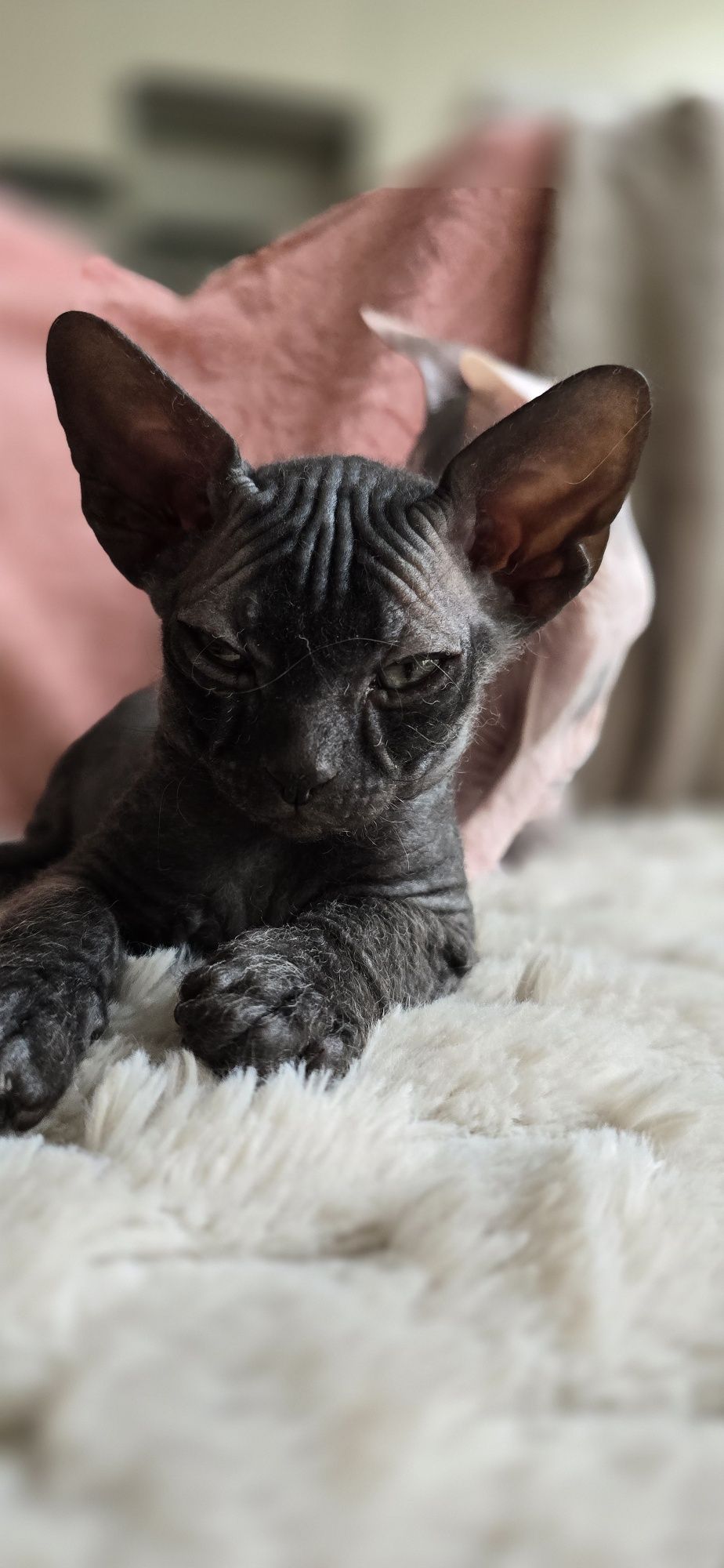 WCF DON Sphynx kotek