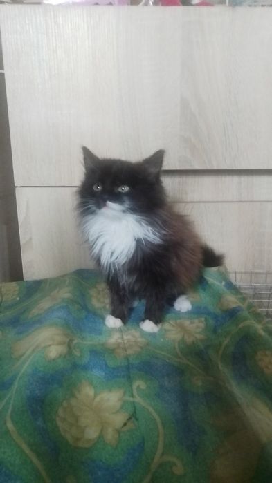 Пушистый котенок в поисках семьи.