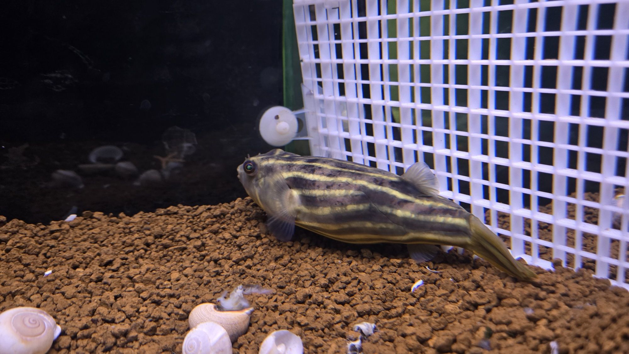 Tetradon fahaka +15cm