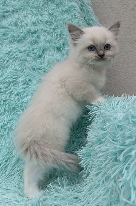 Kotka Ragdoll    .