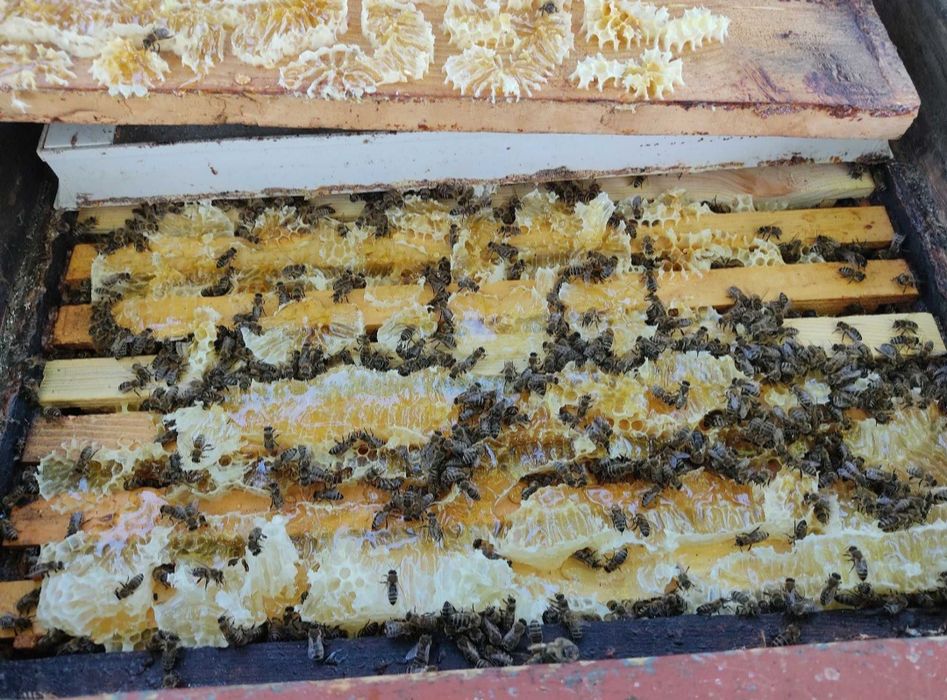 Пчеломатки Бджоломатки Карпатка 2025 бджоло матка матки