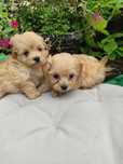 Maltipoo chłopak Warszawa maltańczyk pudel