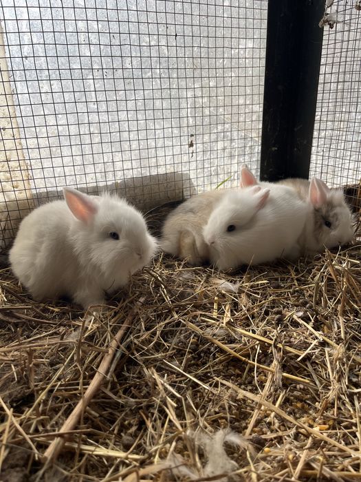Coelhos anoes com 2 meses