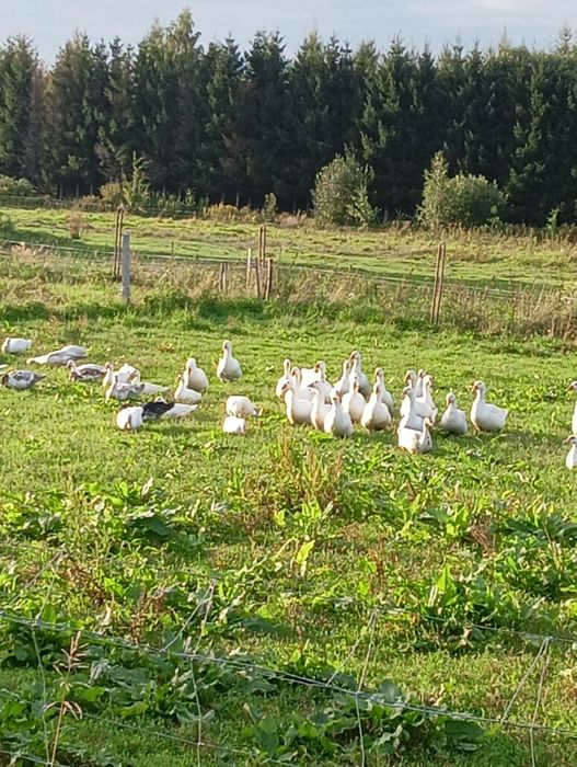 Gęsi,indyki  ekologiczne mięso tuszki