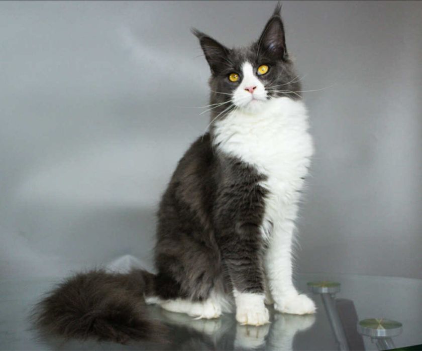 Мейн кун Коко Шанель