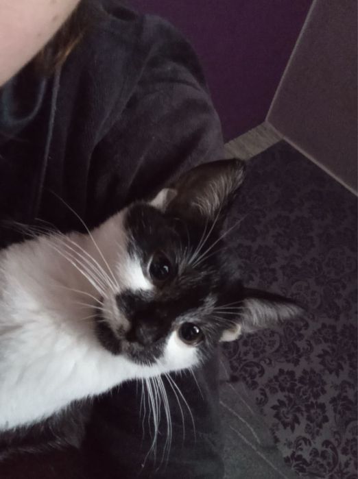 Котики в добрые руки