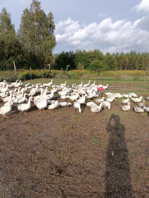 Kaczki, gęsi, jajka kurze, perliczki